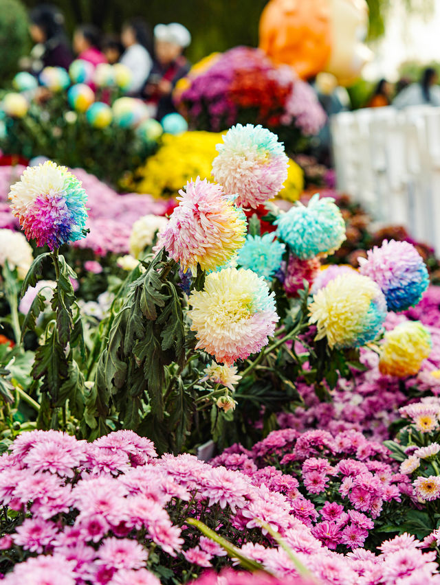 來武漢江灘賞菊吧