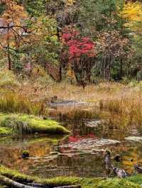 叢林界的一鯨落萬物生~