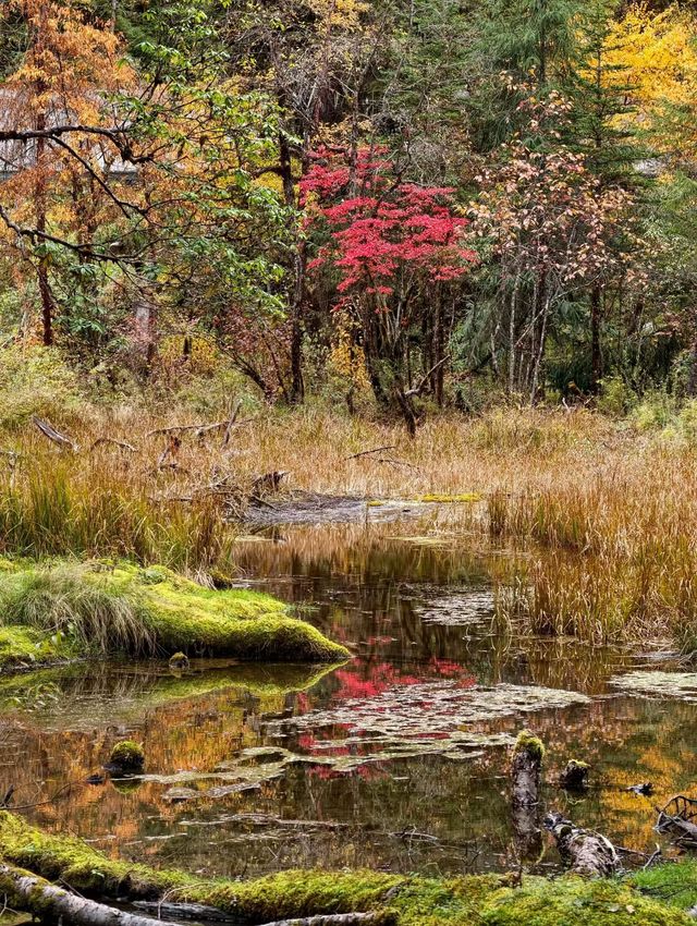 叢林界的一鯨落萬物生~ 叢林界的一鯨落萬物生~
