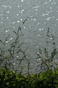 鯉魚洲丨這鯉湖邊夜景,治癒我所有內耗