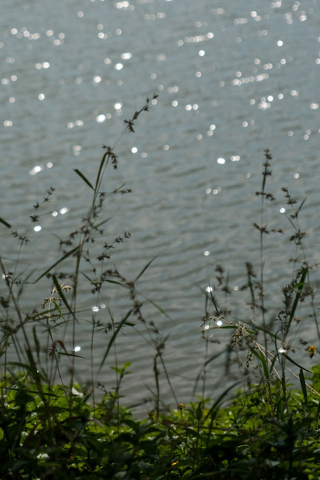 鯉魚洲丨這鯉湖邊夜景,治癒我所有內耗 鯉魚洲丨這鯉湖邊夜景,治癒我所有內耗
