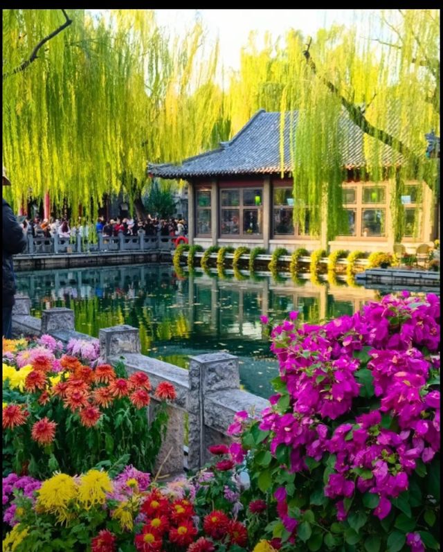 濟南趵突泉賞菊記｜三股清流滿園秋色太治癒了！