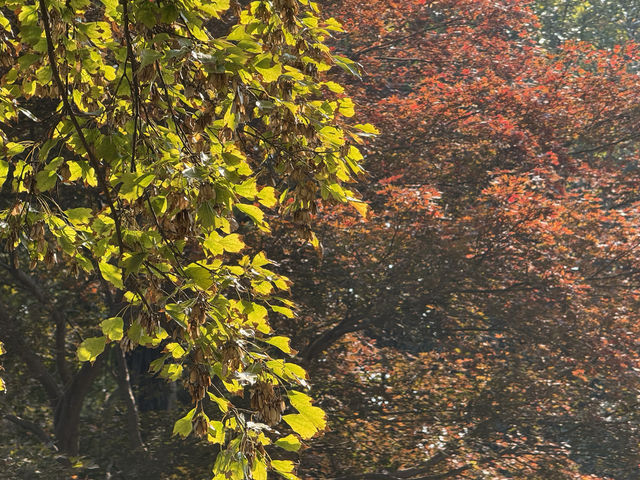 秋日虞山賞楓季