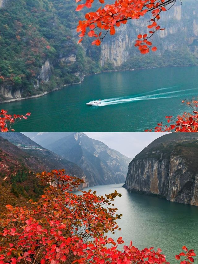 三峽之巔徒步｜紅葉季漫山紅遍絕美超治癒