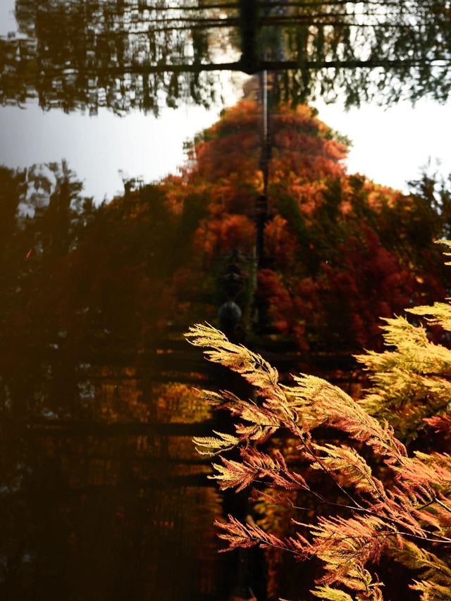 秋日陰雨漫步水杉林 秋日陰雨漫步水杉林