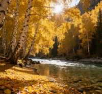 可可托海之秋,邂逅北疆最濃烈的金秋盛宴