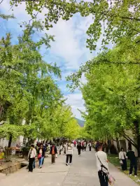 替大家去南雄踩點,銀杏青黃不接過幾天再去