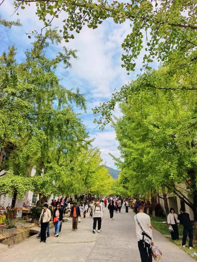 替大家去南雄踩點,銀杏青黃不接過幾天再去 替大家去南雄踩點,銀杏青黃不接過幾天再去