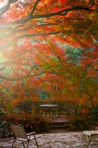 一眼封神,莫干山500年楓樹驚艷整個秋天