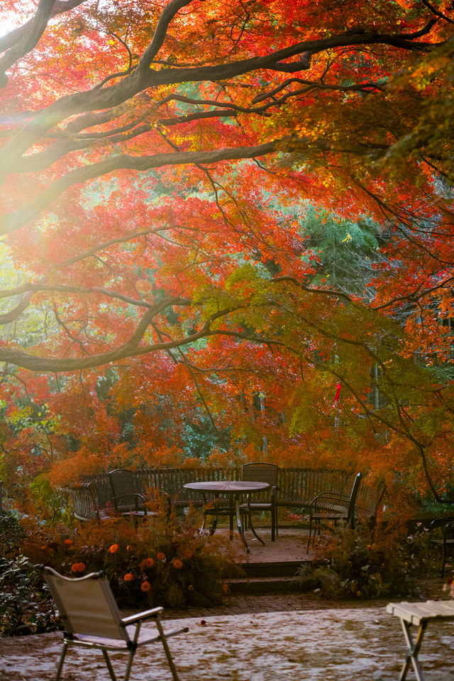 一眼封神,莫干山500年楓樹驚艷整個秋天 一眼封神,莫干山500年楓樹驚艷整個秋天