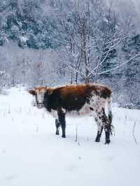 5天雨崩徒步全攻略!新手也能衝的神仙路線