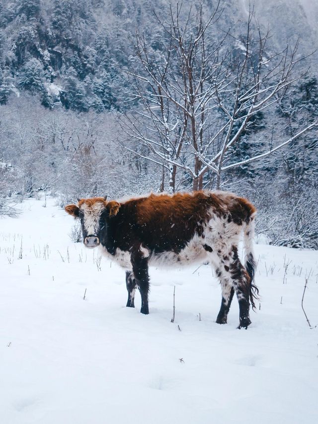 5天雨崩徒步全攻略!新手也能衝的神仙路線 5天雨崩徒步全攻略!新手也能衝的神仙路線