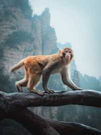 5日張家界深度遊全攻略