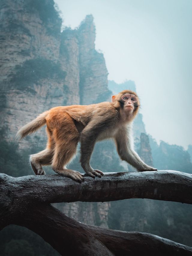 5日張家界深度遊全攻略