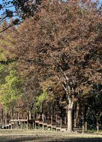 被銀杏包裹的初冬