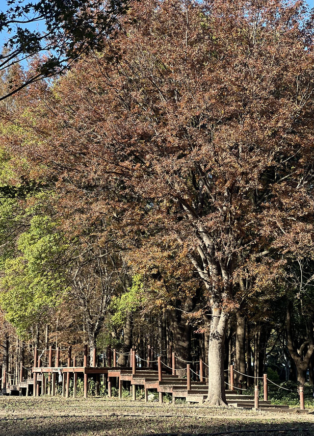 被銀杏包裹的初冬 被銀杏包裹的初冬