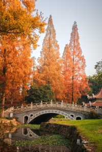 武漢秋景實拍!從未見過如此盛大的秋天