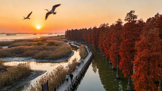 上海西沙濕地一日遊超全行程表 上海西沙濕地一日遊超全行程表