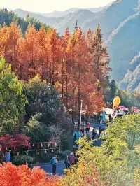 秋天又來了! 臨安指南村實況