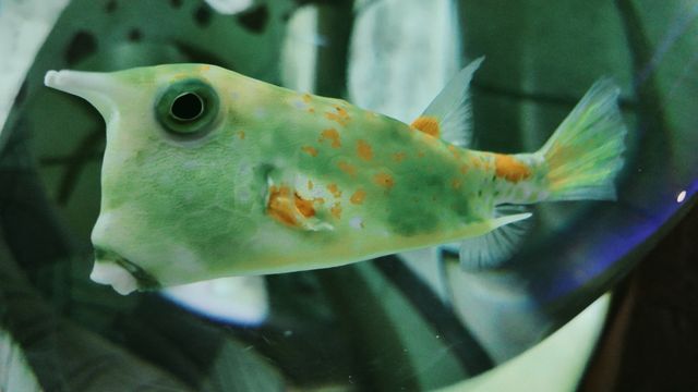 三亞亞特蘭蒂斯必玩!水族館+水世界雙體驗,錯過等於白來 三亞亞特蘭蒂斯必玩!水族館+水世界雙體驗,錯過等於白來