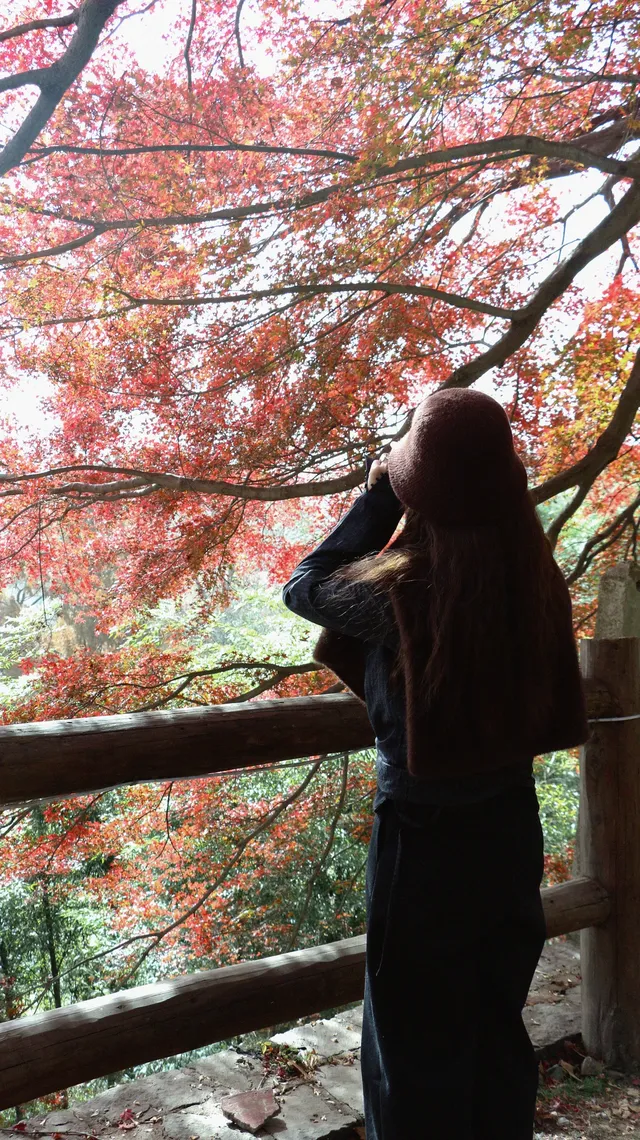 實況莫干山上的紅楓葉，美得走不動路