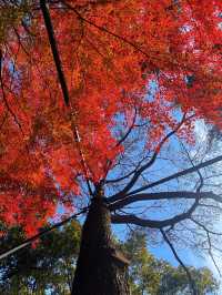 上海超冷門的絕美賞秋公園,免費開放卻鮮為人知!