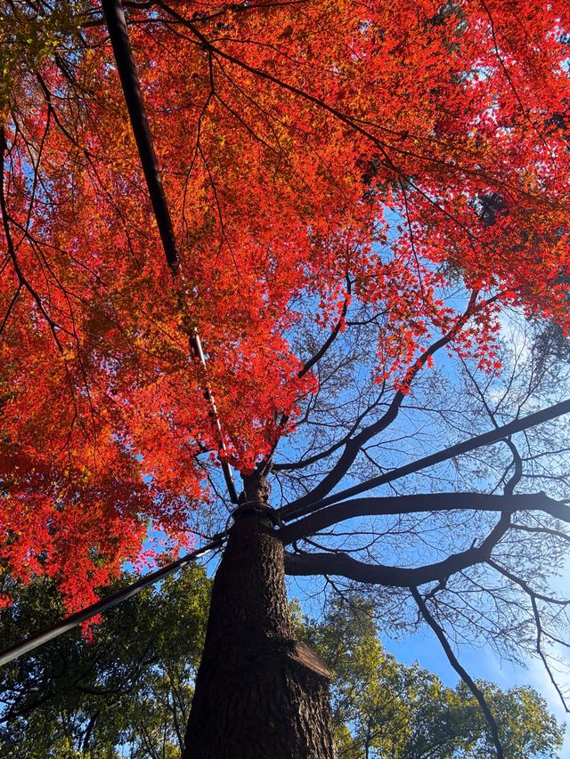 上海超冷門的絕美賞秋公園,免費開放卻鮮為人知! 上海超冷門的絕美賞秋公園,免費開放卻鮮為人知!
