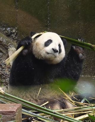 国宝のジャイアントパンダの隠れたスキルに驚嘆する