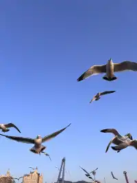 關於大連的初冬記憶