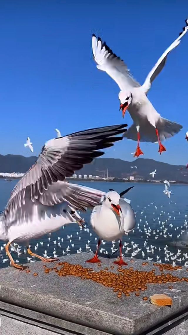 滇池看海鷗！人均100+設計型剛退滿意離