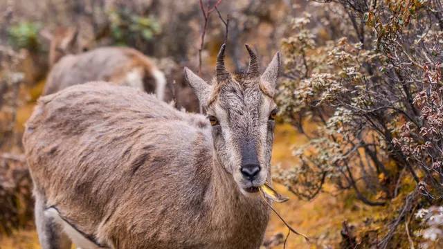 稻城亞丁拍到的各種野生動物 稻城亞丁拍到的各種野生動物