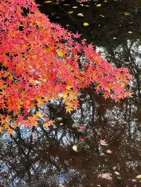 live圖的意義|南京中山植物園紅楓美瘋了