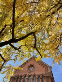 12.4外灘聖三一堂銀杏季已到附隱藏機位