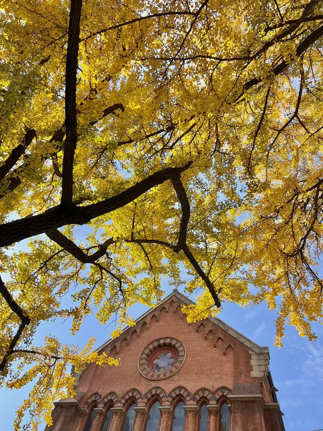 12.4外灘聖三一堂銀杏季已到附隱藏機位 12.4外灘聖三一堂銀杏季已到附隱藏機位