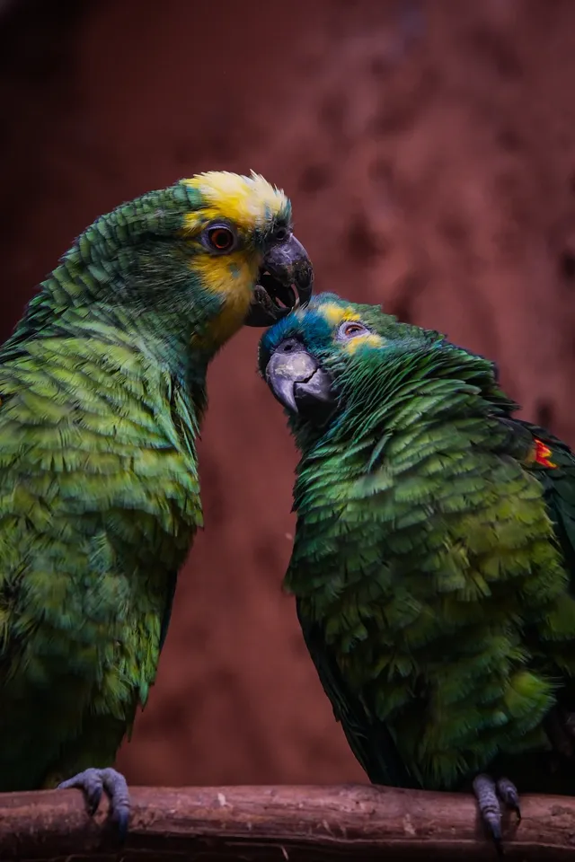 上海動物園‖動物攝影師的天堂 上海動物園‖動物攝影師的天堂