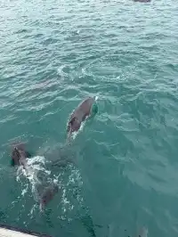 帶5歲娃闖新西蘭南島11天自駕!旅行路線篇