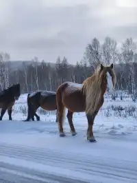 東北7天6晚遛娃玩雪特種兵攻略