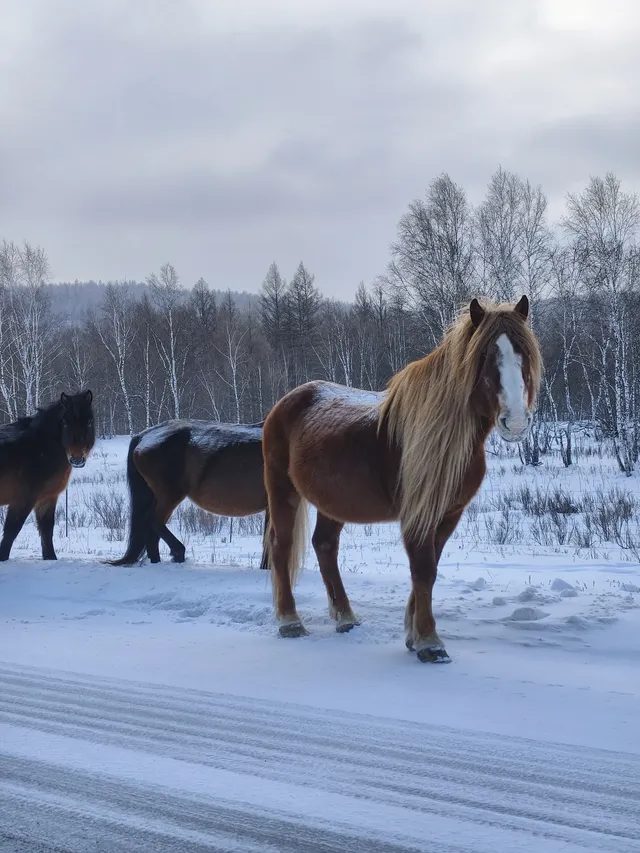 東北7天6晚遛娃玩雪特種兵攻略