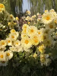 烏村農耕集|打卡藏在烏鎮古村的杭白菊花海