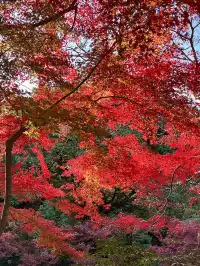 長沙賞秋超全攻略|看萬山紅遍,層林盡染