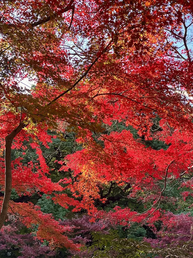長沙賞秋超全攻略|看萬山紅遍,層林盡染 長沙賞秋超全攻略|看萬山紅遍,層林盡染