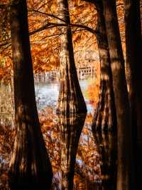 深秋的南京,一不小心闖進了油畫裡