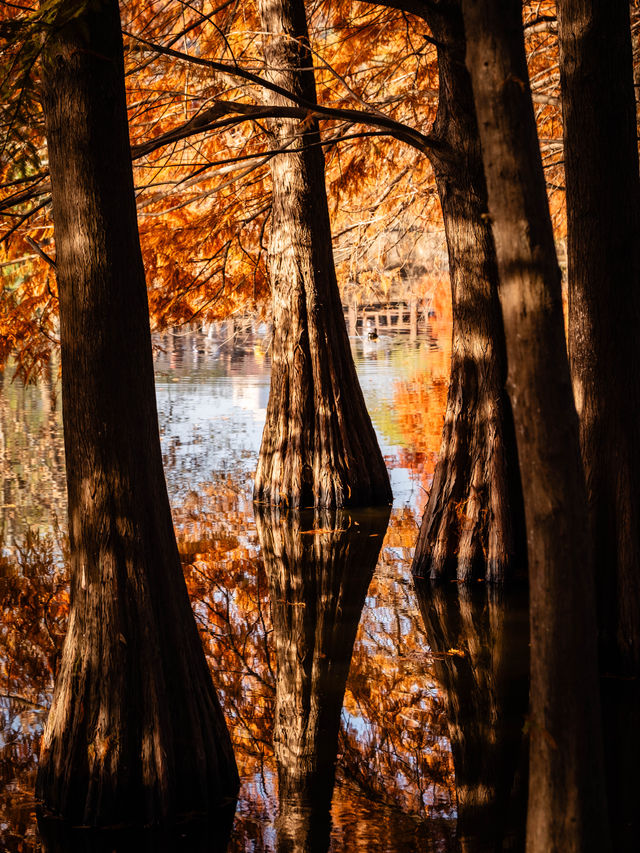 深秋的南京,一不小心闖進了油畫裡 深秋的南京,一不小心闖進了油畫裡