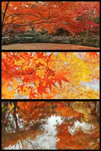 被驚艷到了!不用出滬也能欣賞到紅楓美景!