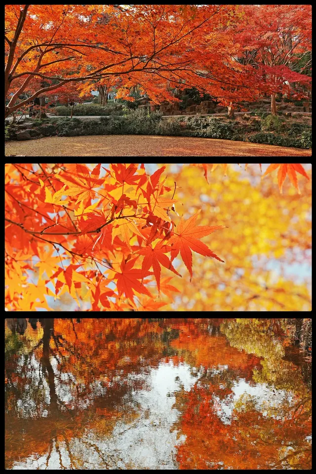 被驚艷到了!不用出滬也能欣賞到紅楓美景! 被驚艷到了!不用出滬也能欣賞到紅楓美景!
