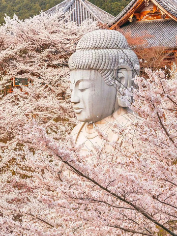Instagram-Famous Giant Buddha Surrounded by Cherry Blossoms at