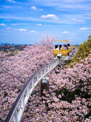 Nagoya's sea of cherry blossoms is truly a great spot for photos
