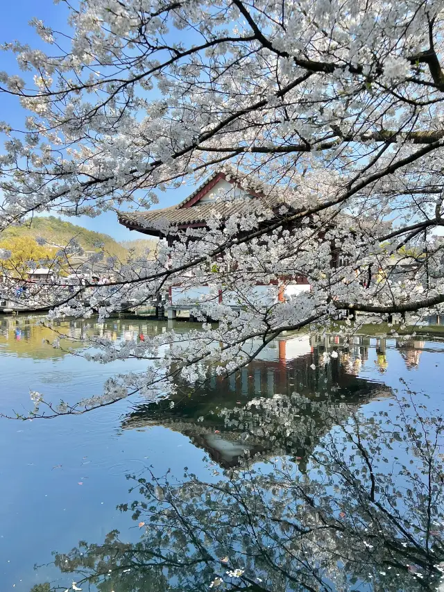 Hangzhou's cherry blossom season is stunning! Keep this cherry blossom viewing guide handy