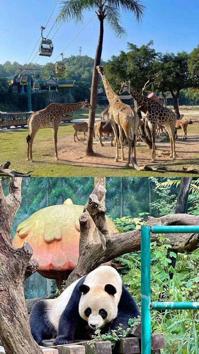 Spend a Day as an Animal Observer at Chimelong