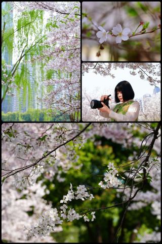 The cherry blossoms at Northwest Lake have bloomed, and I have just learned to deeply love myself.